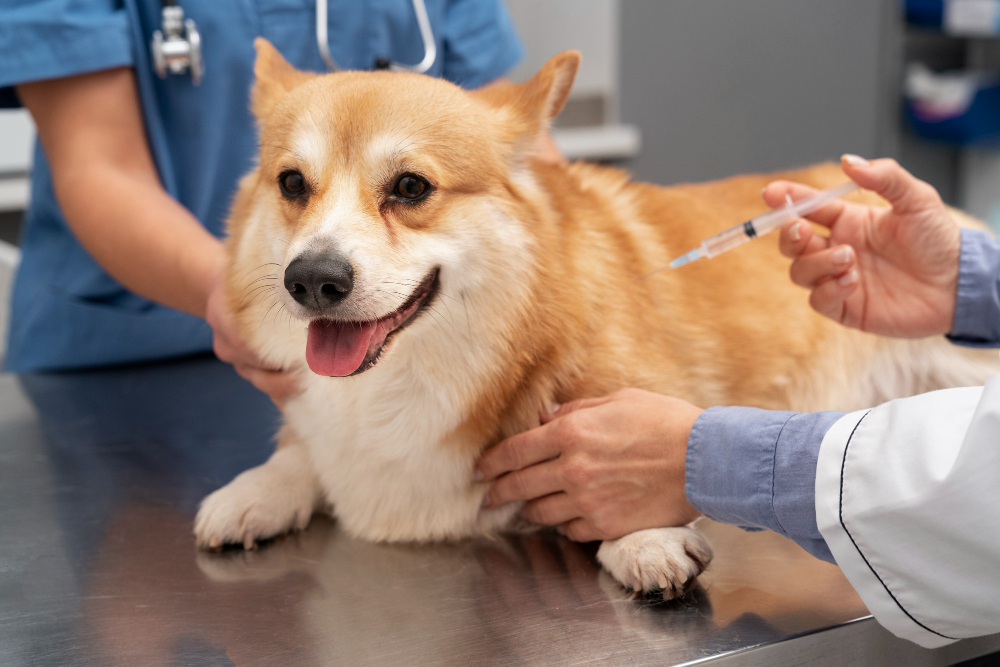 חיסונים לכלב גור