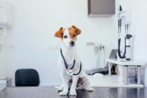כלב אחרי ניתוח סירוס