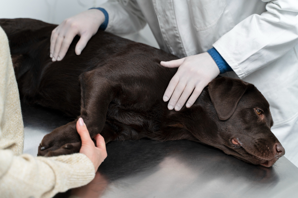 ניתוח רצועה צולבת לכלב